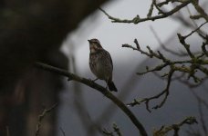 Dusky Thrush B.jpg