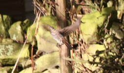 Dusky Thrush F.jpg