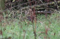 Dusky Thrush H.jpg