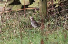 Dusky Thrush I.jpg