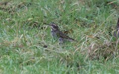 Dusky Thrush J.jpg