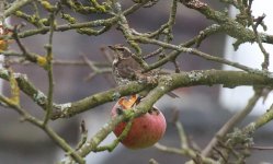 Dusky Thrush M.jpg