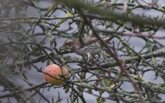 Dusky Thrush O.jpg