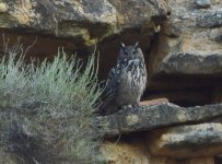 Eagle owl O'Brien.JPG