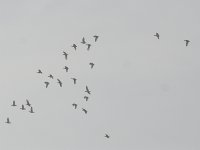 little bustard flock Hiley.jpg