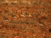 Little Bustard Turkentine.jpg