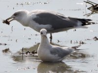 gull2.JPG