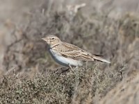 Calandra-Lark Linstead.jpg