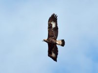 Golden-eagle Linstead.jpg