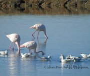 birding tour operator in spain.jpg