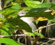 Red-eyed Vireo.jpg