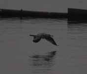 GULL 2.1.17.jpg