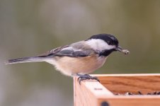 Chickadee.jpg