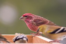 Purple Finch.jpg