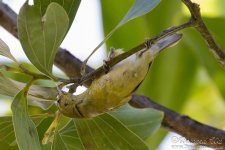 yellow_warbler1.jpg