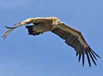 Griffon Vulture Thong.jpg