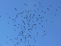 alpine chough christopher.JPG