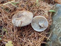 Fungi-7.jpg