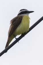 flycatcher6.jpg