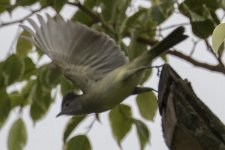 flycatcher8.jpg