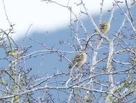 Pine Bunting 17 jan 3 (1 of 1).jpg