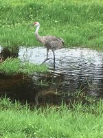 Another Picture of the Birds Near the Puddle - Copy (2).jpg