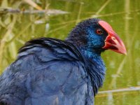 Purple swamphen O'brien.JPG