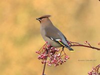 waxwing, witham 04-01-2017 5082.JPG