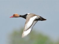 red crested pochard Crutch.jpg