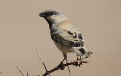 55 Desert Sparrow 16.02.15 12.42.jpg