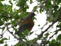 105A9309 day 2 rufous backed thrush.jpg