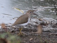 105A9429 day 2 sandpiper.jpg