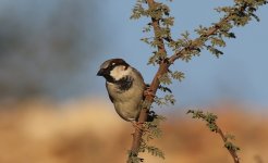 House Sparrow - Israel 02 (reduced).jpg