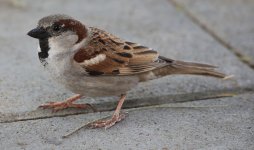 House Sparrow - Israel 01 (reduced).jpg