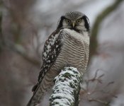 Reduced - Hawk Owl 45.jpg