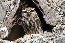 Little Owl (reduced).jpg