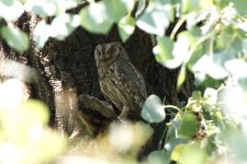 Pallid Scops Owl (reduced).jpg