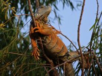 0000 Iguana - Mexico Nuevo Vallarta - 16Oct27 - 07-4565.jpg