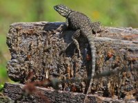 0000 Lizard - Mexico Nuevo Vallarta - Cabo Corrientes Mountains - 16Oct27 - 07-4028.jpg