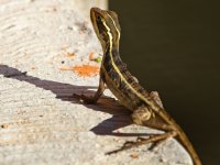 0000 Lizard - Mexico Nuevo Vallarta - Ranch Primavera Cabo Corrientes - 16Oct27 - 07-3912.jpg