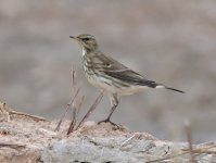 Water Pipit2.JPG