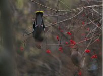 waxwings2.jpg