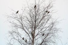 waxwings1.jpg