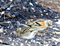 Brambling (Fringilla montifringilla) at Charamida Lesvos 070117.JPG