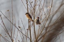 Japanese Reed Bunting (L) (1).jpg