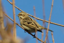 Pallas's Reed Bunting (2).jpg