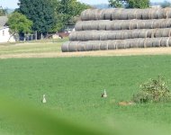 P1120792 (2) Grt.Bustard from the train, July '15..jpg