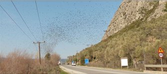 Starlings Ellada Valerie Larso 11-02-2017 01.JPG