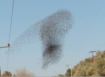 Starlings Ellada Valerie Larso 11-02-2017 02.JPG