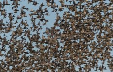 Starlings Ellada Valerie Larso 11-02-2017 03.JPG